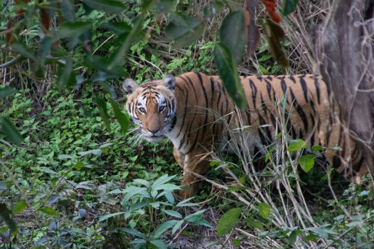 Bardia national park tiger