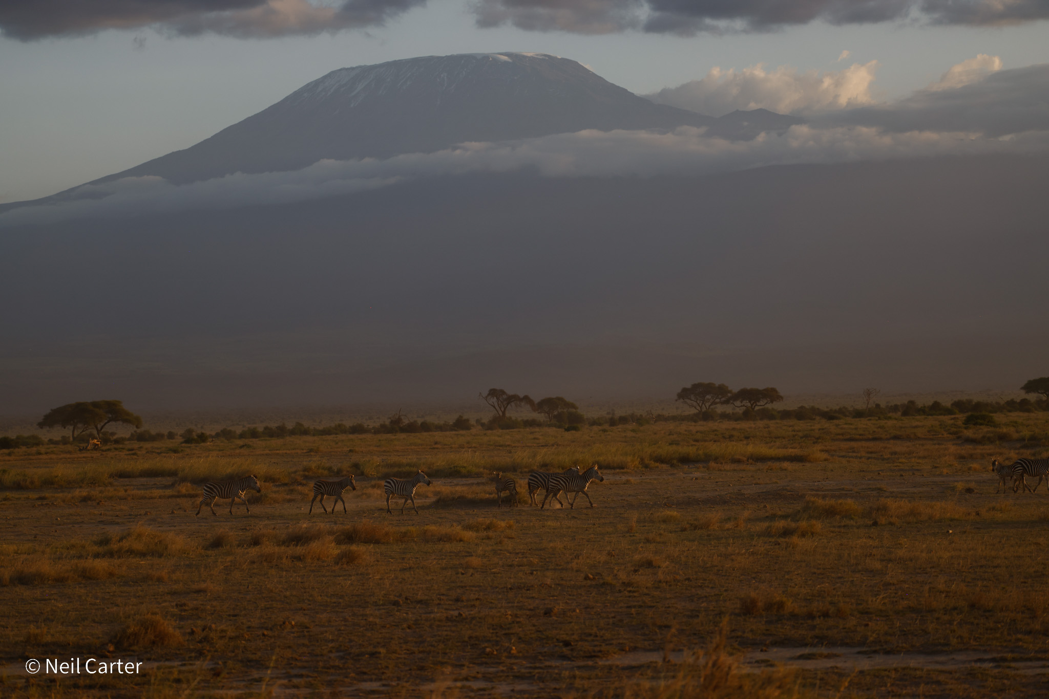Africa field research