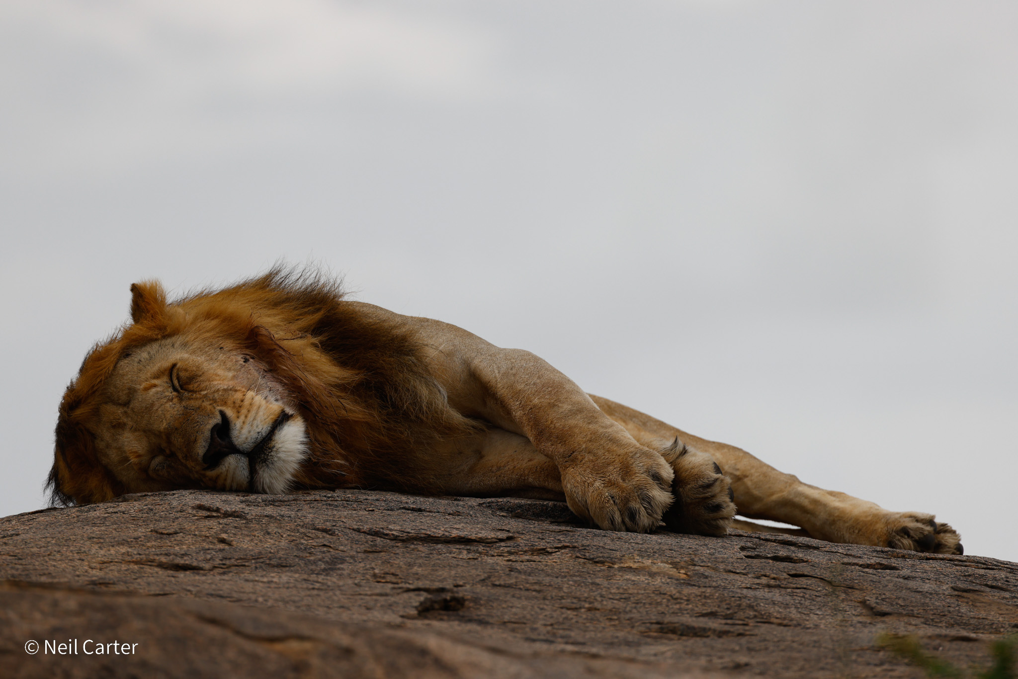 Africa field research